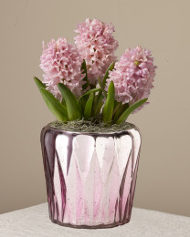 Hey Cupid Pink Hyacinth Garden 