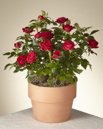 Valentine's Red Rose Plant