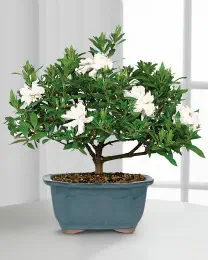 Blossoming Abundance Gardenia Bonsai - 8 inch