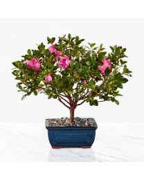 Blooming Azalea Bonsai - 10 inches